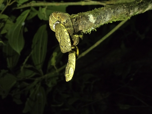 Andean Forest-pitviper