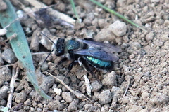 Andrena cerasifolii