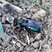 Andrena cerasifolii - Photo (c) Andrea Kreuzhage, μερικά δικαιώματα διατηρούνται (CC BY-NC), uploaded by Andrea Kreuzhage