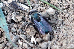Andrena cerasifolii