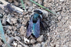 Andrena cerasifolii