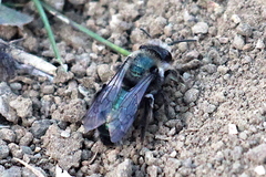 Andrena cerasifolii