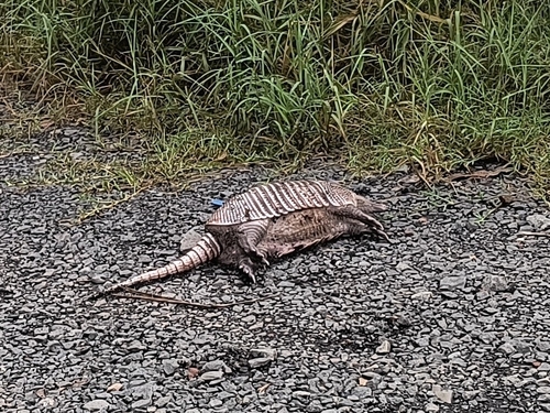Southern Long-nosed Armadillo observed by gussoni
