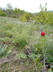 Paeonia tenuifolia