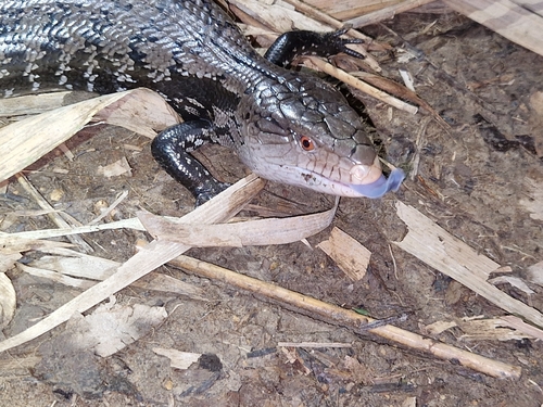 Tiliqua gigas observed 2026-02-25
