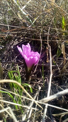 Colchicum bulbocodium versicolor