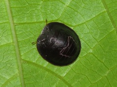 Cyrtocoridae