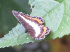 Nymphidium lisimon lisimon