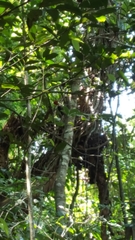 Campephilus robustus