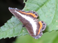 Nymphidium lisimon lisimon