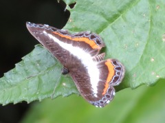 Nymphidium lisimon lisimon