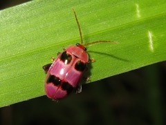 Asphaera meticulosa