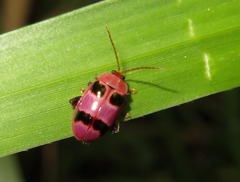 Asphaera meticulosa