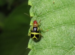 Metrobrotica geometrica