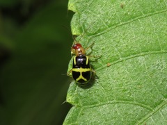 Metrobrotica geometrica