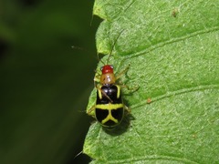 Metrobrotica geometrica