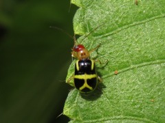 Metrobrotica geometrica