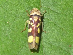 Pseudometopia amblardii