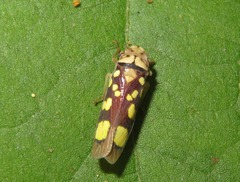 Pseudometopia amblardii