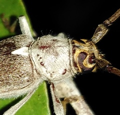 Gnaphalodes trachyderoides
