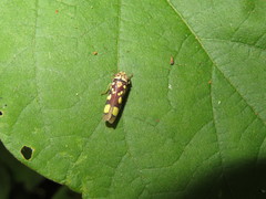 Pseudometopia amblardii