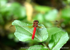 Sympetrum gilvum