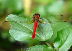 Sympetrum gilvum