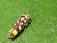 Pseudometopia amblardii