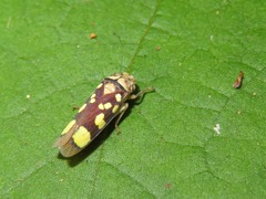 Pseudometopia amblardii