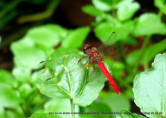 Sympetrum gilvum