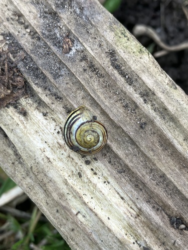 Cepaea