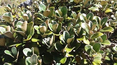 Brachyglottis bidwillii