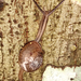 Solaropsis rosaria - Photo (c) Sidnei Dantas, alguns direitos reservados (CC BY-NC), uploaded by Sidnei Dantas