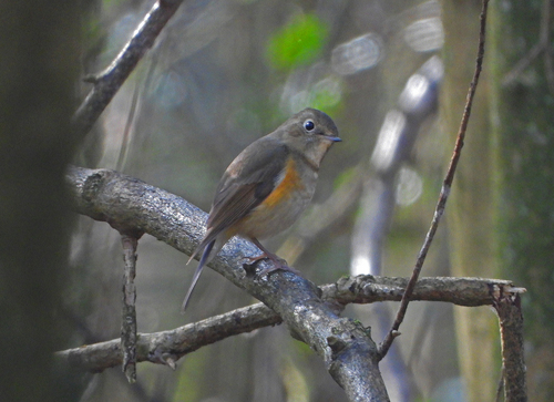 Ruiseñor coliazul (Tarsiger cyanurus)