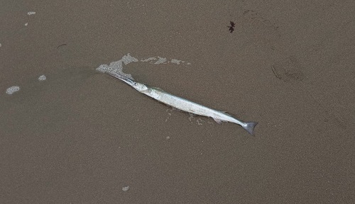 California needlefish (Strongylura exilis) — Belonidae — 4