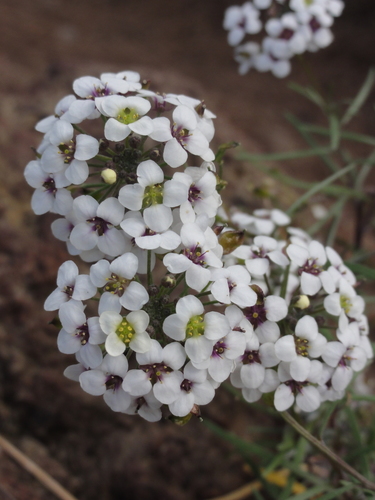 Lobularia image