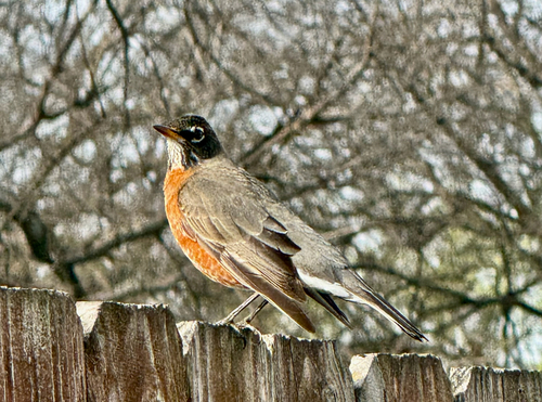 American Robin