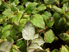 Fuchsia perscandens