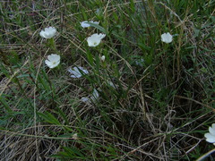 Silene samojedorum