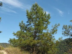 Pinus jaliscana