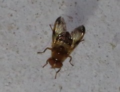 Copestylum tympanitis