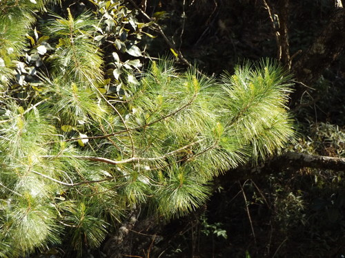 Image of Pinus jaliscana by (c) Dante S. Figueroa, some rights reserved (CC BY-SA)