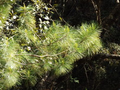Pinus jaliscana