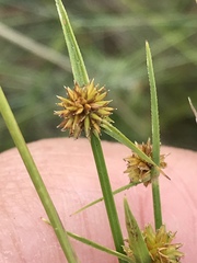 Cyperus erectus
