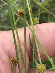 Cyperus erectus
