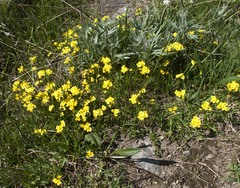 Draba sibirica