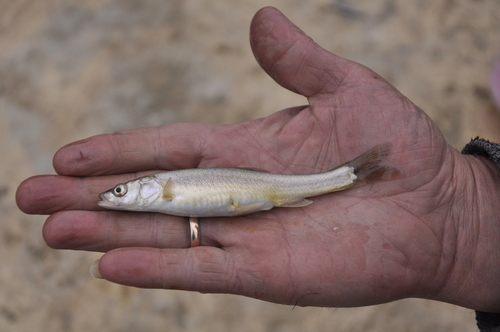 Altai osman (Oreoleuciscus potanini) — Cyprinidae — 3