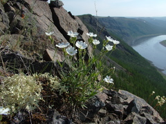 Silene samojedorum