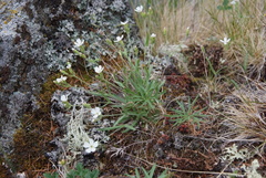 Silene samojedorum