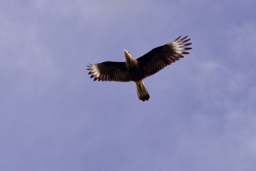Crested Caracara